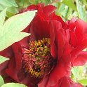 Paeonia x lemoinei 'Sang Lorrain'